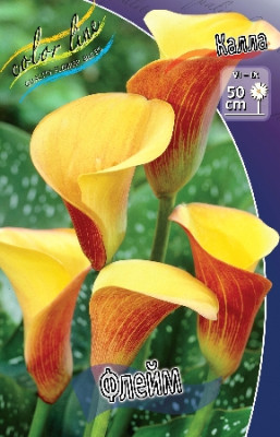 Калла Флейм (1шт) 2521