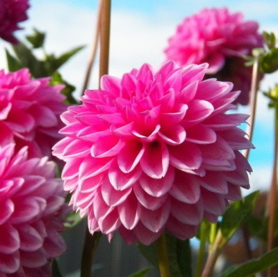 Георгин Сандра (1шт) 125749