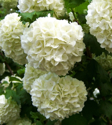 Калина обыкновенная Розеум 5152