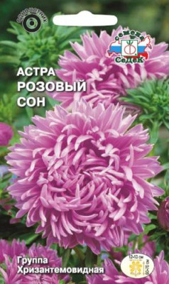 Астра Розовый сон (хризантемовидная)