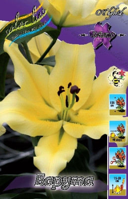 Лилия Барута (1шт) 3860