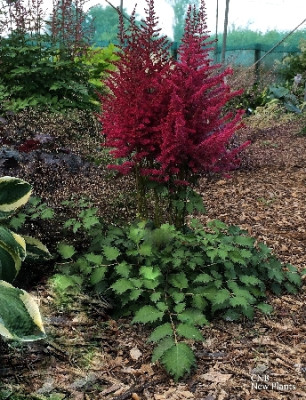 Астильба Сенсейшн Лайтхаус (1шт) 2174