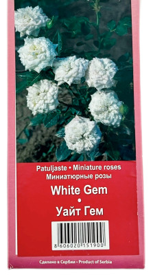 Миниатюрные розы УАЙТ ГЕМ WHITE GEM