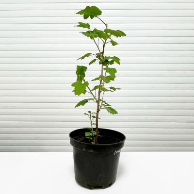 Смородина черная Селеченская-2 C3