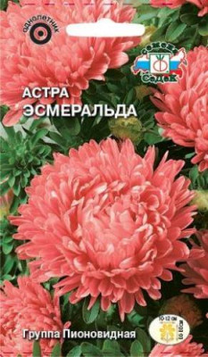 Астра Эсмеральда (пионовидная, розовая)
