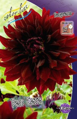 Георгин Рип Сити (1шт) 3652