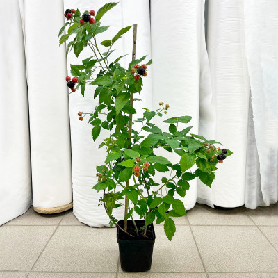 Малина Блэк Джевел