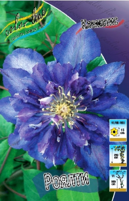 Клематис Роялти (1шт) 522