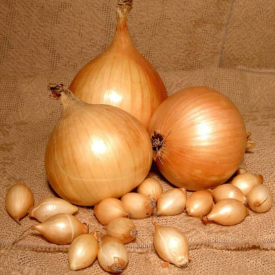 лук Севок Стурон Голландия лук Севок Стурон Голландия