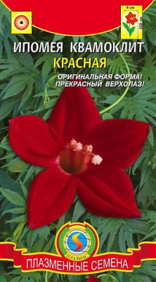 Ипомея Квамоклит Красная
