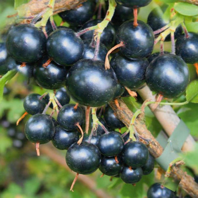 Смородина черная Журавушка