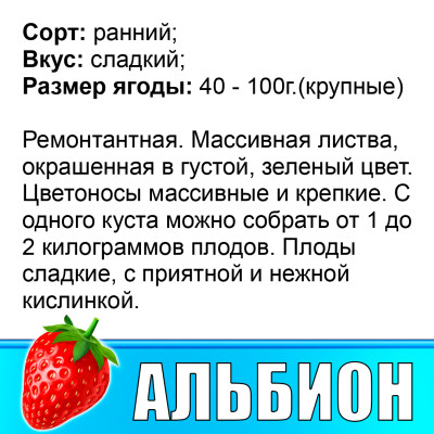 Земляника (Клубника) Альбион в стаканчике