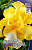Ирис Германский Фринджл оф Голд (1шт) 4714