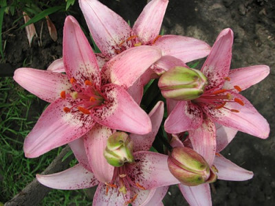 Лилия Пинк Пиксель (1шт) 5454