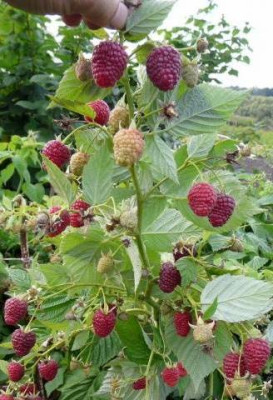 Малина ремонтантная Джоан Джи