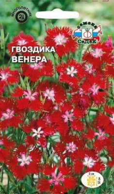 Гвоздика Венера