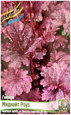 Гейхера МИДНАЙТ РОУЗ