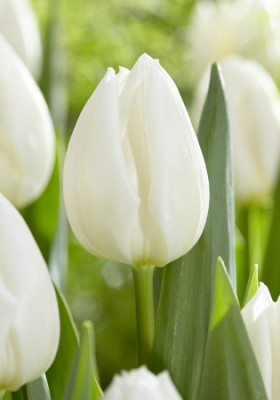 Тюльпан Уайт Марвел (1шт) 2995