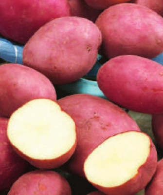 картофель семенной Родриго средне ранний красный