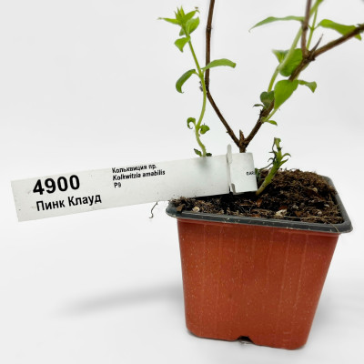 Кольквиция ПИНК КЛАУД (3)