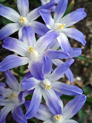 Хионодокса Лусилия (25шт) 1227