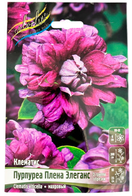 Клематис ПУРПУРЕА ПЛЕНА ЭЛЕГАНС (3 группа обрезки)