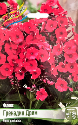 Флокс Гренадин Дрим (2шт)