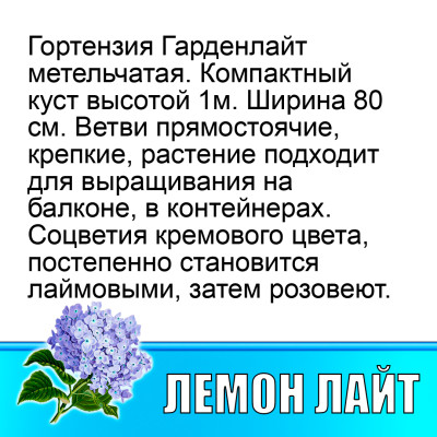 Гортензия метельчатая Гарден лайт Лемон Лайт (Р12)