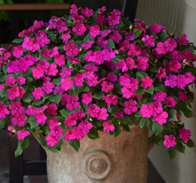 Бальзамин Валлера Атена Брайт Парпл 8шт (ампула)