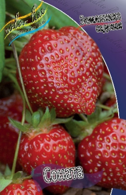 Земляника (Клубника) Соната (5) 4291