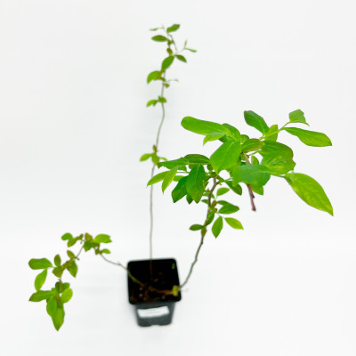 Голубика Дюк (Р9)