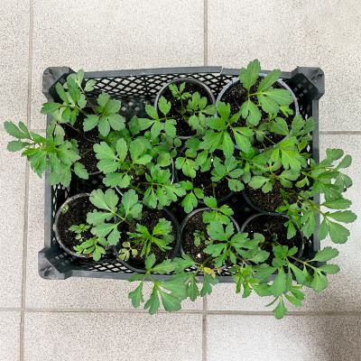 Рудбекия ЗОЛОТЫЕ ШАРЫ