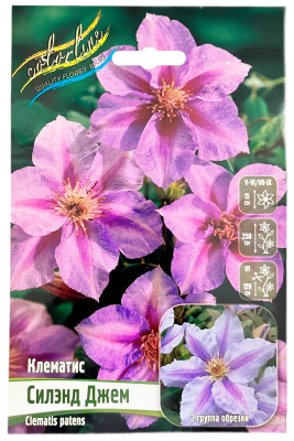 Клематис СИЛЭНД ДЖЕМ (2 группа обрезки)