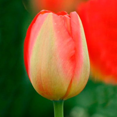 Тюльпан Принц Армин (1шт)