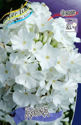 Флокс Дэвид (2шт) 4257