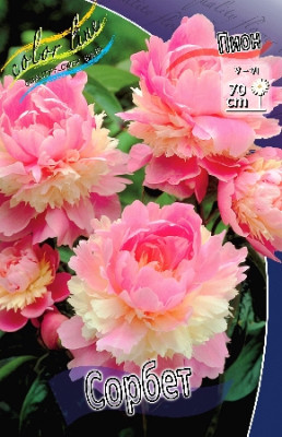 Пион Сорбет (1шт)