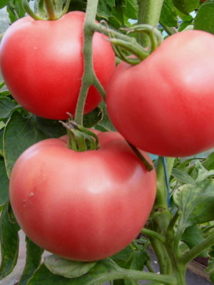 Томат Чепецкий F1 12шт