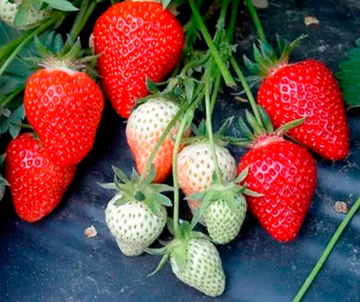 Земляника (Клубника) Априка в кассете