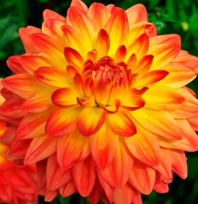 Георгин Вектра 1шт