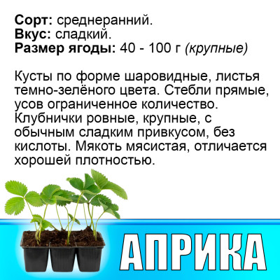 Земляника (Клубника) Априка в кассете
