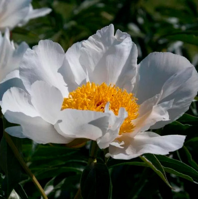 Пион Кринклед Уайт 1шт