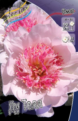 Пион Ду Телл (1шт)