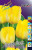 Тюльпан Голден Чирс (1шт) 43 Тюльпан Голден Чирс (1шт) 43