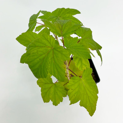 Смородина чёрная Голиаф (2)