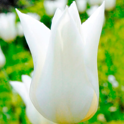 Тюльпан Уайт Триумфатор (1шт)