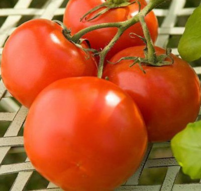 Томат Марьина роща Томат Марьина роща