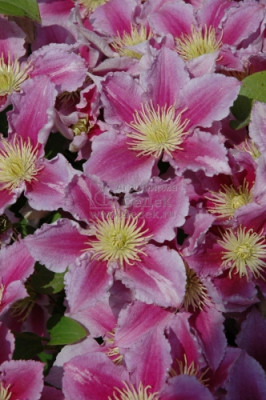 Клематис Пиилу 1650