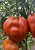 Томат Польская слива тетушки Сварло 5шт