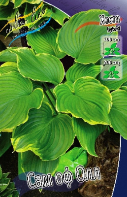 Хоста Сам оф Олл (2шт) 7072