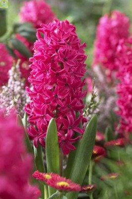 Гиацинт Рэд (1шт) 2655